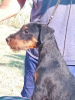 Photo №1. jagdterrier - for sale in the city of Deliblato | negotiated | Announcement № 114401