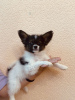 Photo №3. Papillon puppies boys.. Belarus