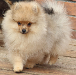Photo №2 to announcement № 1393 for the sale of pomeranian - buy in Russian Federation from nursery, breeder
