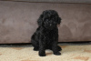 Photo №3. Toy poodle boys and girls. Lithuania