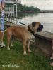 Photo №1. bullmastiff - for sale in the city of Subotica | 528$ | Announcement № 105253