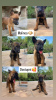 Photo №1. belgian shepherd - for sale in the city of Belgrade | 95$ | Announcement № 117227