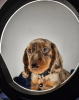 Photo №1. dachshund - for sale in the city of Fort Caswell | 300$ | Announcement № 107215