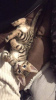 Photo №4. I will sell bengal cat in the city of Munich. private announcement - price - Is free
