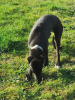 Additional photos: Greyhound Puppies