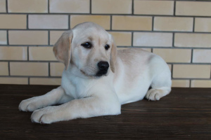 Photo №3. Available for sale puppy labrador retriever. Russian Federation