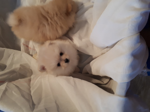 Photo №4. I will sell pomeranian in the city of Moscow. breeder - price - 391$
