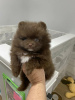 Photo №1. pomeranian - for sale in the city of Dubai | negotiated | Announcement № 35897