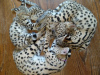 Photo №3. Indoor train savannah f1 cat for sale and africa serval kitten for adoption. United States
