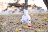 Additional photos: French Bulldog puppies, available for sale