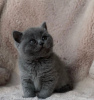 Photo №2 to announcement № 87605 for the sale of british shorthair - buy in United States private announcement