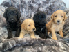 Photo №1. golden retriever - for sale in the city of Wrocław | negotiated | Announcement № 18630