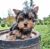 Photo №4. I will sell yorkshire terrier in the city of Валево.  - price - Is free
