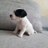 Photo №2 to announcement № 127628 for the sale of jack russell terrier - buy in Germany 