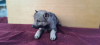 Additional photos: Czechoslovakian Wolfdog puppies