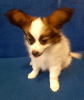 Additional photos: papillon boy