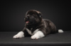 Photo №3. American Akita puppies for sale. Russian Federation