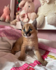 Photo №1. caracal - for sale in the city of Bern | negotiated | Announcement № 122084