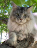 Photo №2 to announcement № 27800 for the sale of maine coon - buy in Uzbekistan from nursery