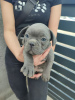 Additional photos: french bulldog puppies for sale