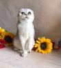 Photo №3. Scottish Fold kittens for sale. Russian Federation
