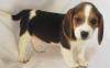 Photo №1. beagle - for sale in the city of Гаага | Is free | Announcement № 123929