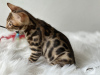 Additional photos: Gorgeous Bengal boy for breeding