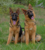 Photo №2 to announcement № 111543 for the sale of german shepherd - buy in Germany private announcement, from nursery, breeder