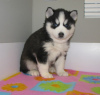 Photo №1. siberian husky - for sale in the city of Dunajská Streda | Is free | Announcement № 66722