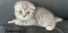 Photo №1. scottish fold - for sale in the city of Daugavpils | negotiated | Announcement № 114538