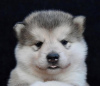 Additional photos: Alaskan Malamute puppies