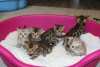 Photo №4. I will sell bengal cat in the city of Аугсбург. private announcement, breeder - price - 370$