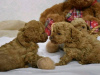 Photo №4. I will sell poodle (toy) in the city of Porto. breeder - price - Is free