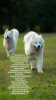 Photo №2 to announcement № 70229 for the sale of samoyed dog - buy in Russian Federation breeder