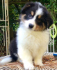 Photo №1. bernese mountain dog - for sale in the city of Berlin | 317$ | Announcement № 70877