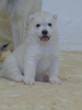 Photo №4. I will sell siberian husky in the city of Belgrade.  - price - negotiated