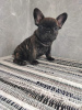 Photo №1. french bulldog - for sale in the city of Sremska Mitrovica | negotiated | Announcement № 98492