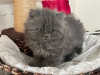 Photo №1. british shorthair - for sale in the city of Darwin | negotiated | Announcement № 9913