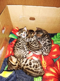 Photo №4. I will sell bengal cat in the city of Москва. private announcement - price - 107$