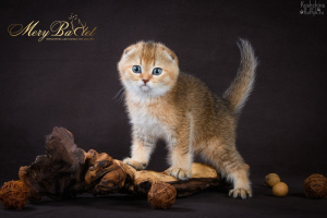 Photo №2 to announcement № 3673 for the sale of scottish fold - buy in Russian Federation from nursery
