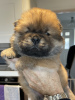 Photo №1. chow chow - for sale in the city of Berlin | 317$ | Announcement № 90336