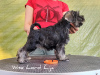 Photo №2 to announcement № 23546 for the sale of schnauzer - buy in Poland breeder