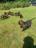Photo №3. Beautiful German shepherd puppies,. United States