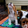 Photo №2 to announcement № 120231 for the sale of beagle - buy in United States 