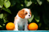 Photo №3. Cute Cavalier King Charles Spaniel puppies. Germany