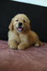 Additional photos: GOLDEN RETRIEVER-golden and dark gold puppies, ZKwP, after champions,