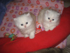 Photo №1. persian cat - for sale in the city of Berlin | Is free | Announcement № 126148