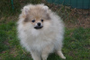 Photo №2 to announcement № 47837 for the sale of pomeranian - buy in Russian Federation breeder