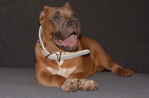 Photo №4. I will sell american bully in the city of Minsk. from nursery - price - Negotiated