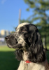Photo №1. english springer spaniel - for sale in the city of St. Petersburg | negotiated | Announcement № 18772